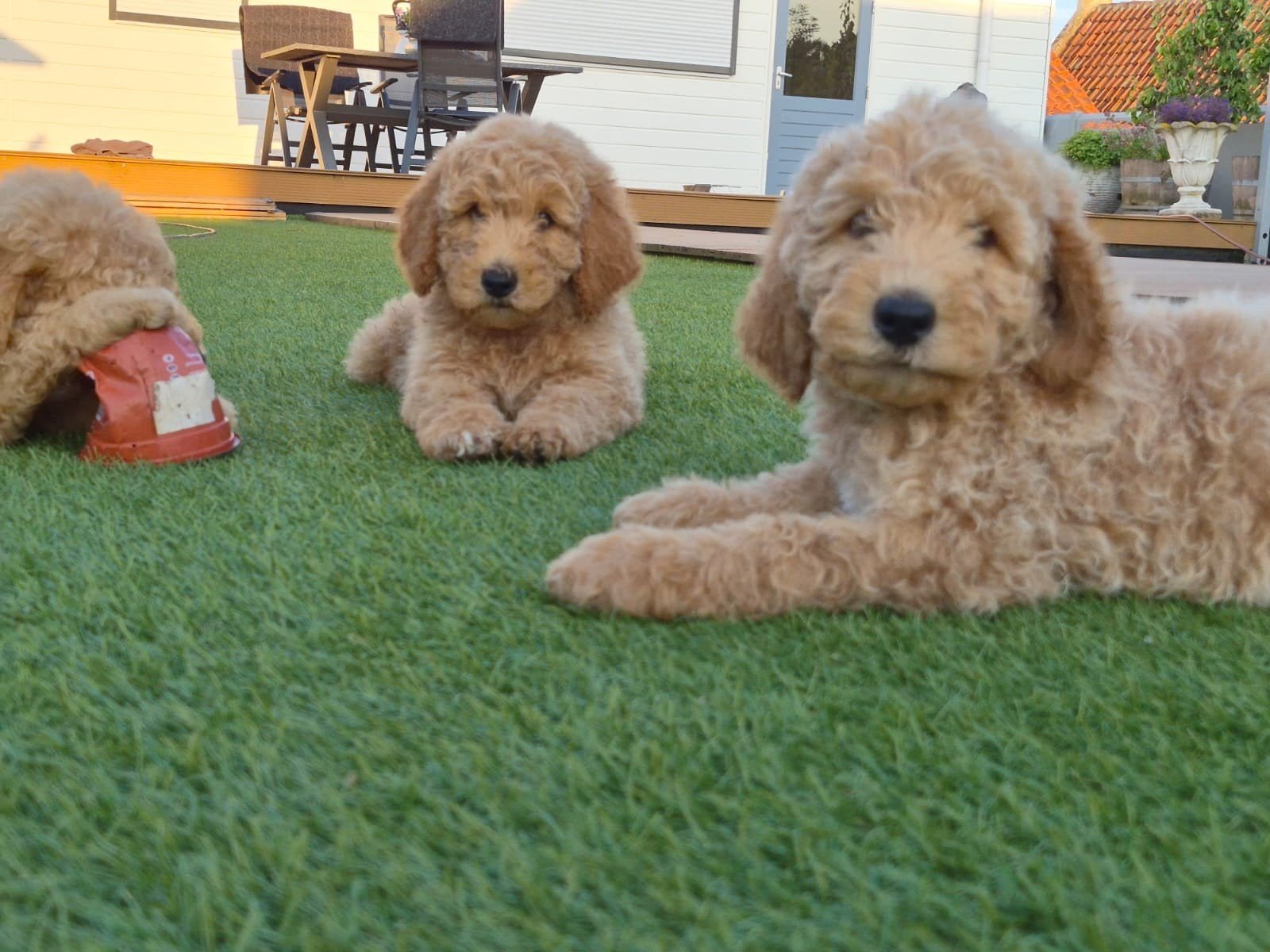 Labradoodle pups te koop, Dieren en Toebehoren, Honden | Retrievers, Spaniëls en Waterhonden, Overige rassen, 8 tot 15 weken, Parvo