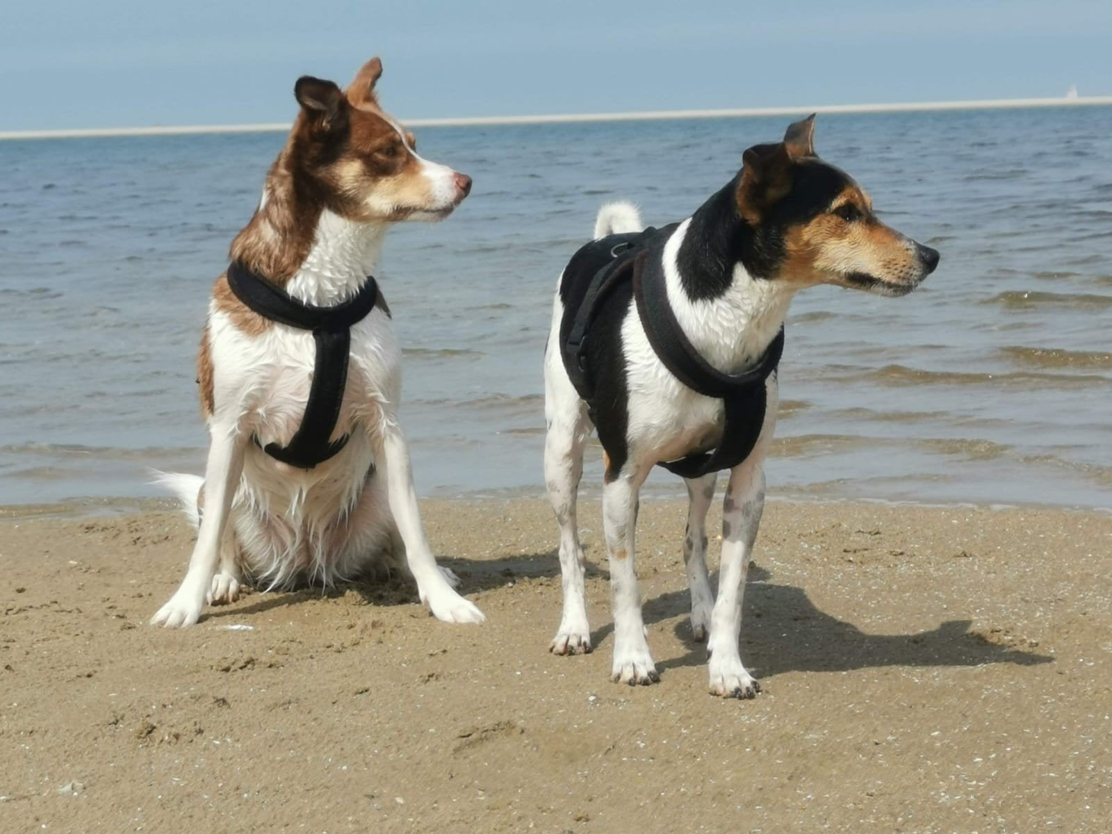 Herplaatsing honden, Dieren en Toebehoren, 6 jaar of ouder, Parvo, Meerdere, Meerdere dieren
