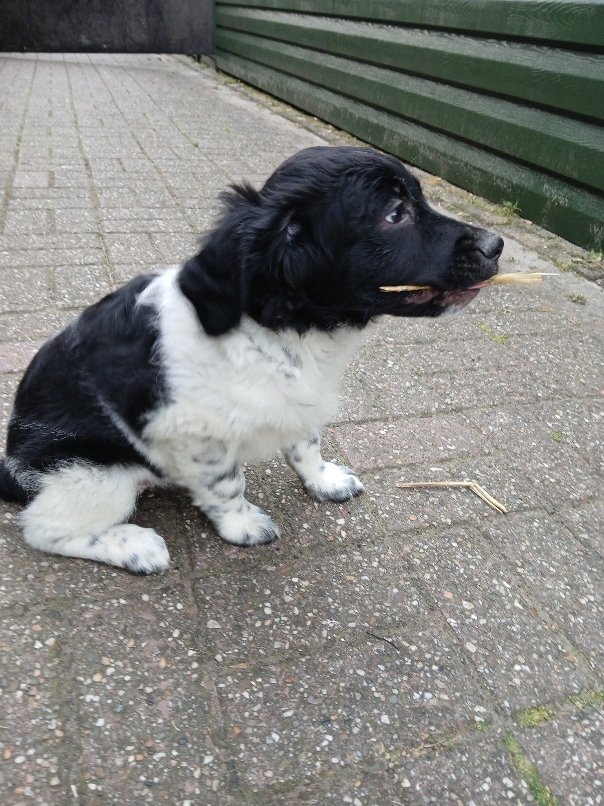 Friese stabij pup, Overige rassen, 8 tot 15 weken, Parvo, Meerdere