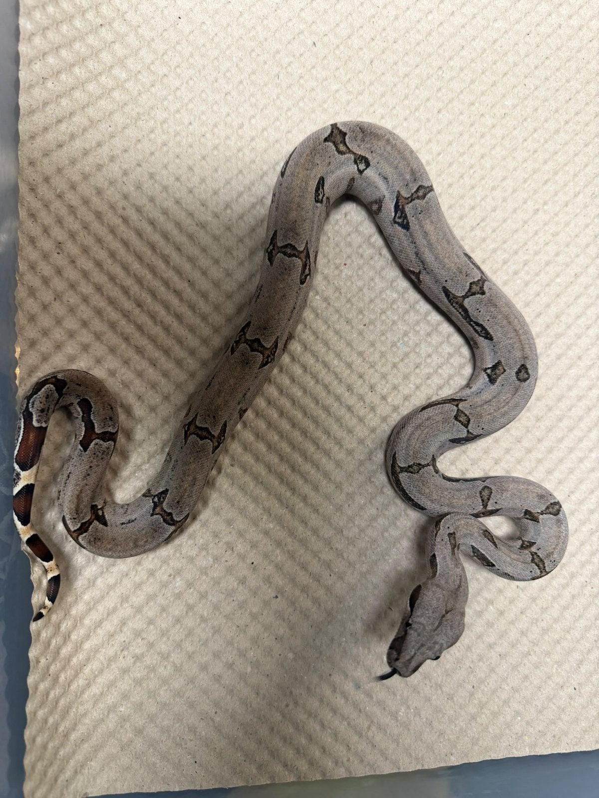 Boa constrictor amarali kortstaart boa 1.1 Boa Constrictor photo 3