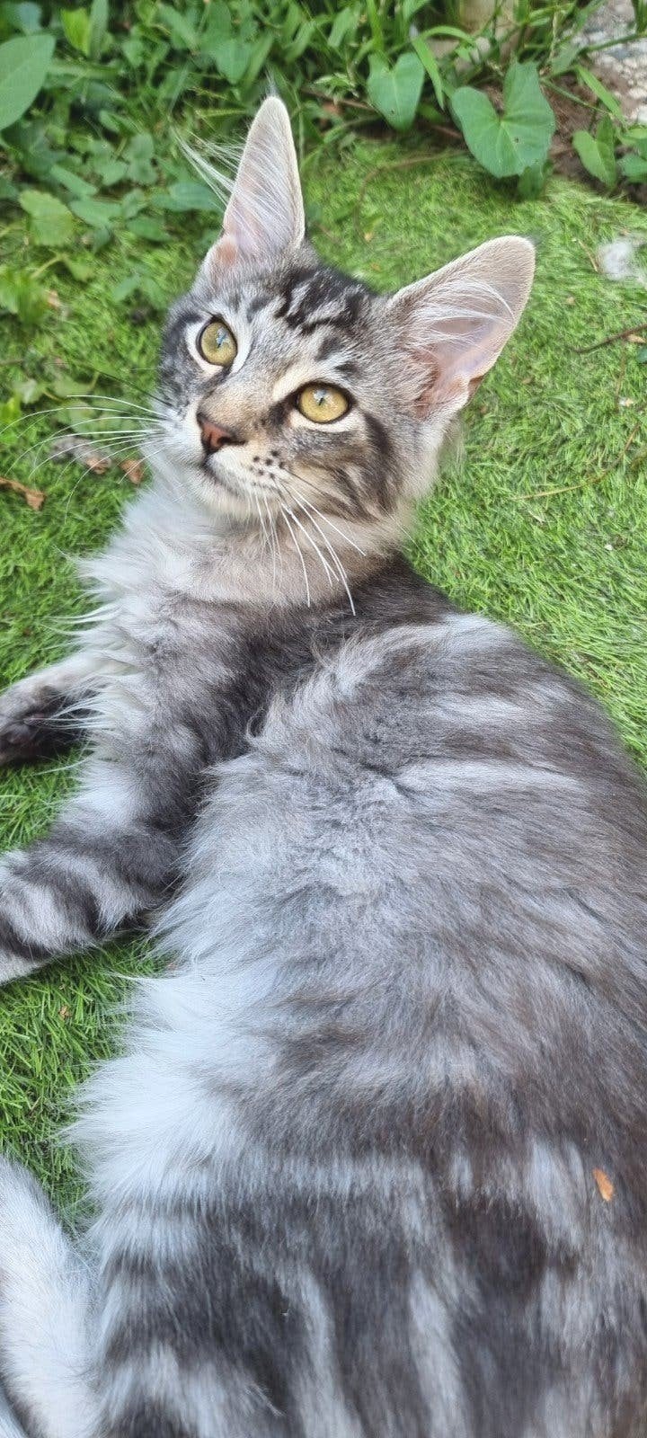 MAINE COON KITTEN : Sweetie  is  nog beschikbaar, Dieren en Toebehoren, Meerdere dieren, Gechipt