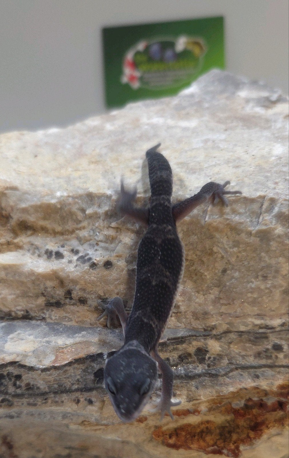 Luipaardgekko Leopard Gecko photo 2