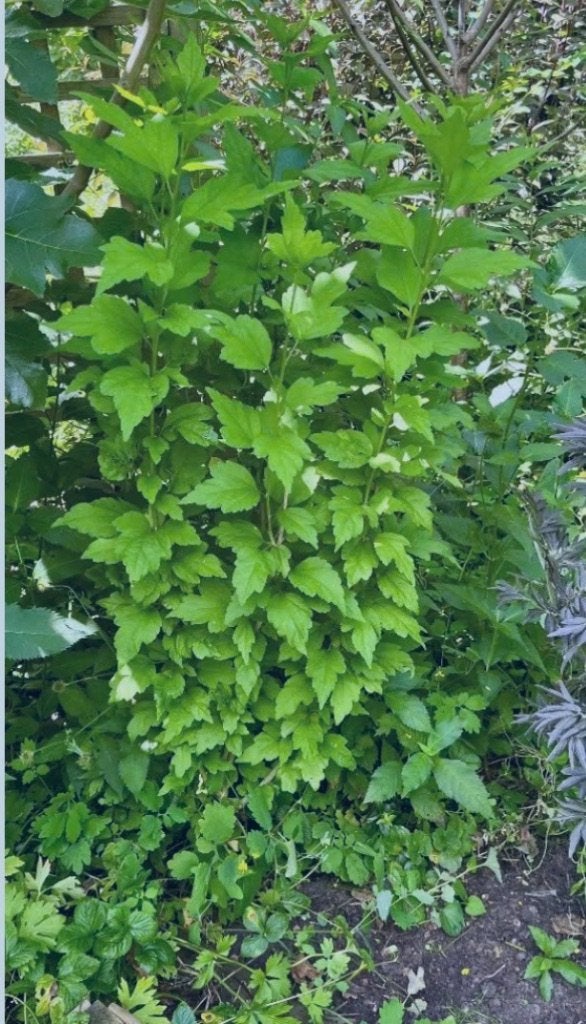 Tuin hibiscus, Tuin en Terras, Vaste plant, Halfschaduw, Zomer, Ophalen