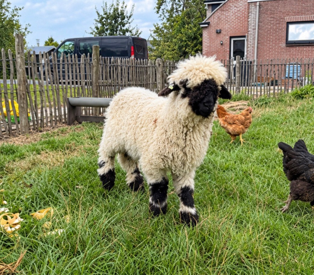 Te koop wallischer schwarznase ram, Mannelijk, Schaap