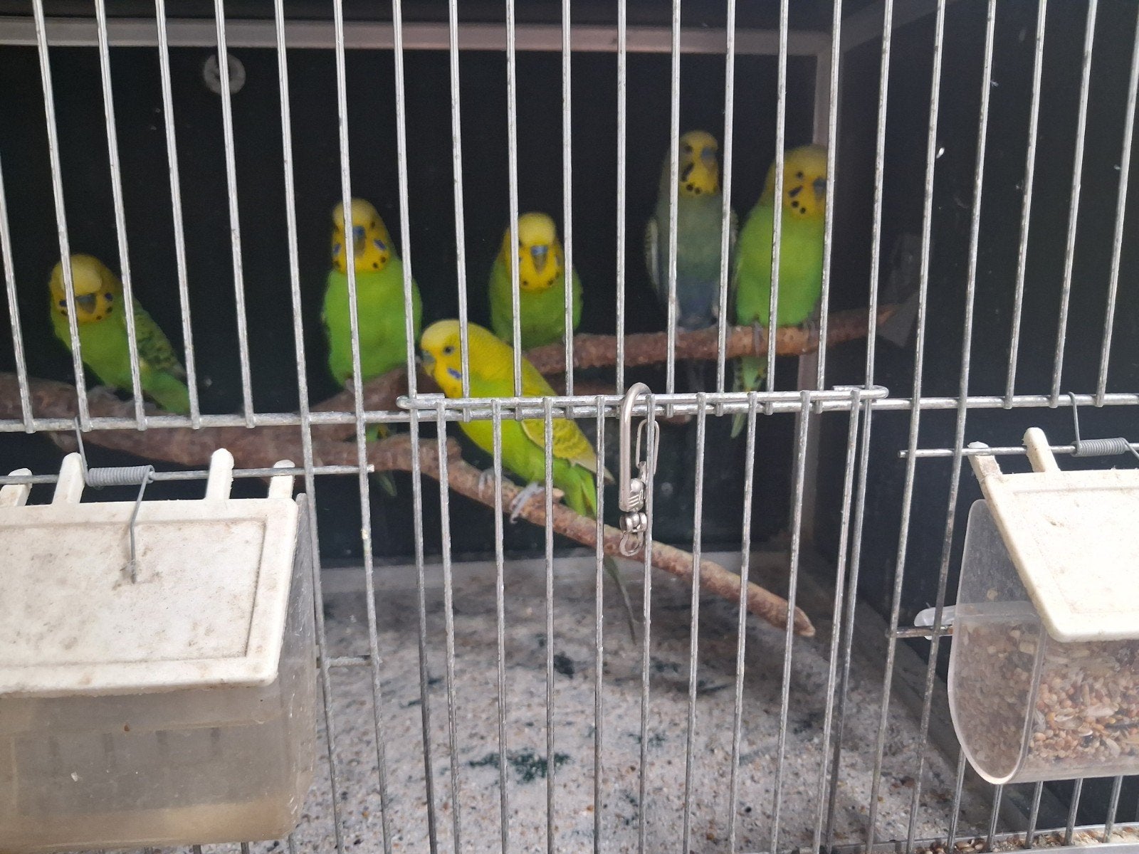 Grasparkieten overjarig, Dieren en Toebehoren, Vogels | Parkieten en Papegaaien, Meerdere dieren, Parkiet