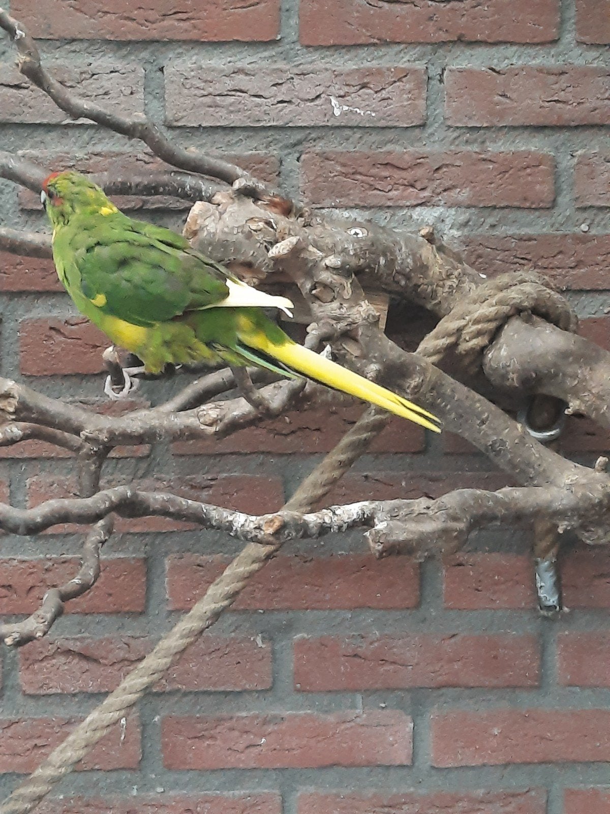 Kakariki pop, Vrouwelijk, Parkiet, Geringd