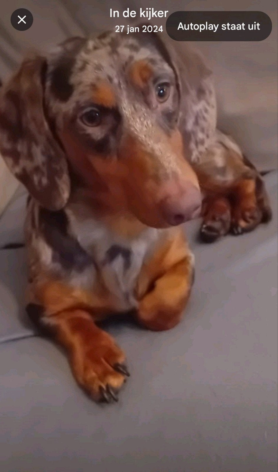 dekreu dwerg teckel pablo niet tekoop dekreu...😍, Reu, Eén hond, 3 tot 5 jaar, Nederland