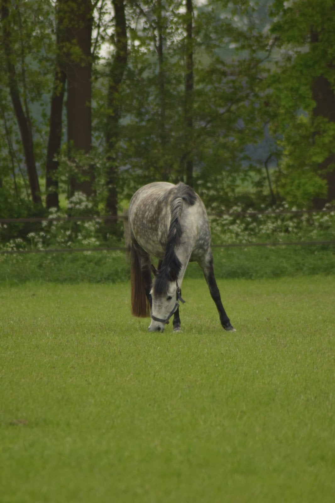 Lieve 8 jarige merrie zoekt nieuw plekje, B, 7 tot 10 jaar, Recreatiepony, D pony (1.37m tot 1.48m)