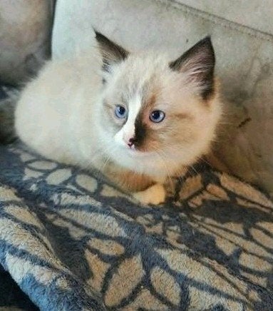Ragdoll Kittens, Meerdere dieren, Ontwormd, 0 tot 2 jaar