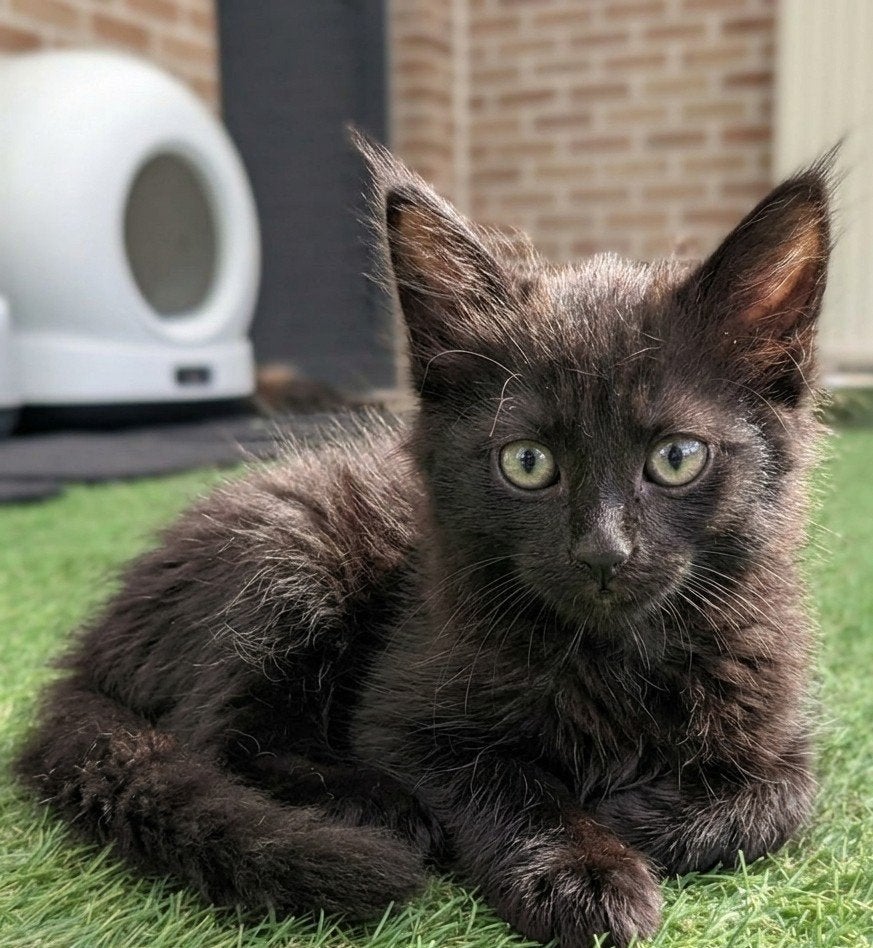 half-ras Maine Coon kittens, Dieren en Toebehoren