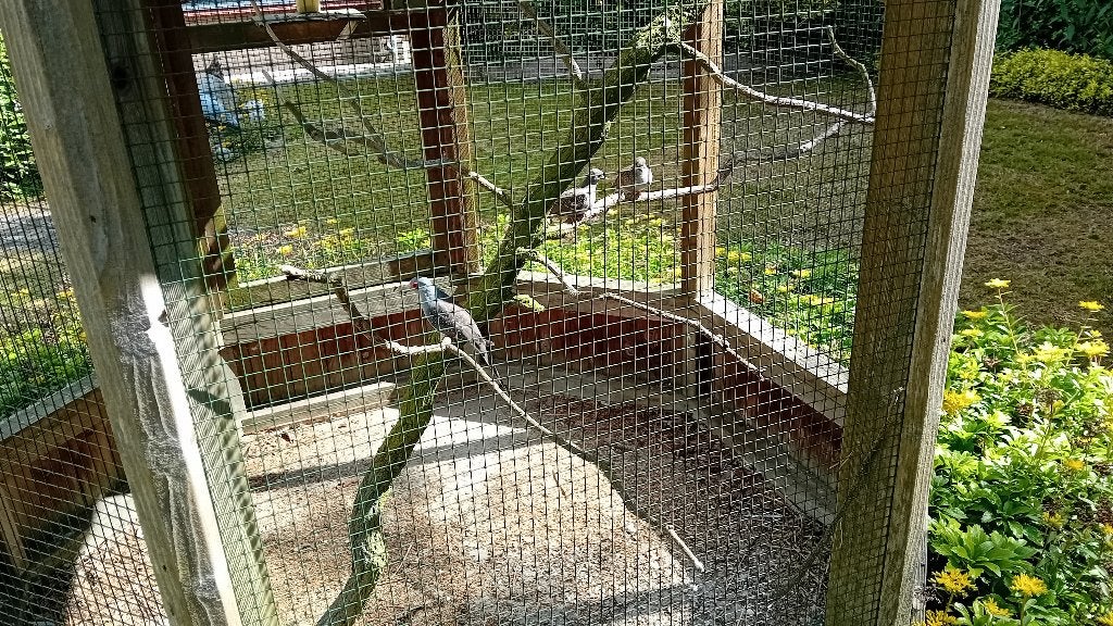 diamantduifjes, Dieren en Toebehoren, Meerdere dieren, Overige soorten