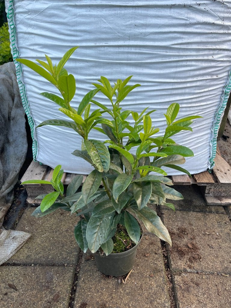 Laurier Genolia in 3 liter pot, smal groeiend soort🪴, Ophalen, Laurier, Haag, Minder dan 100 cm