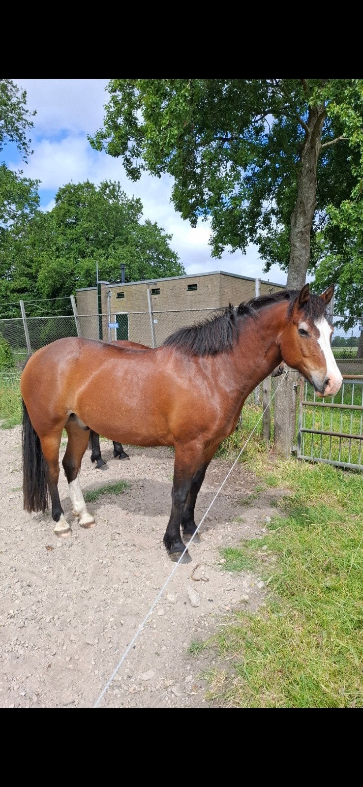 freiberger ruin, Dieren en Toebehoren, Ruin, 160 tot 165 cm, Recreatiepaard, 11 jaar of ouder