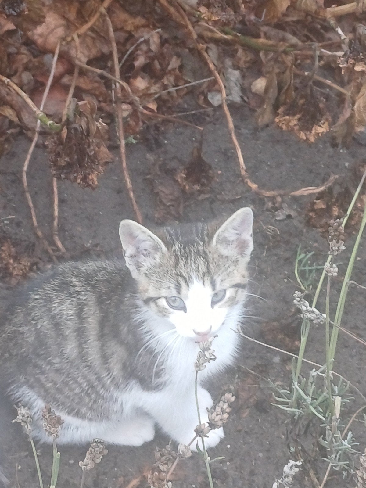 3 kittens zoeken een nieuw huis., Meerdere dieren