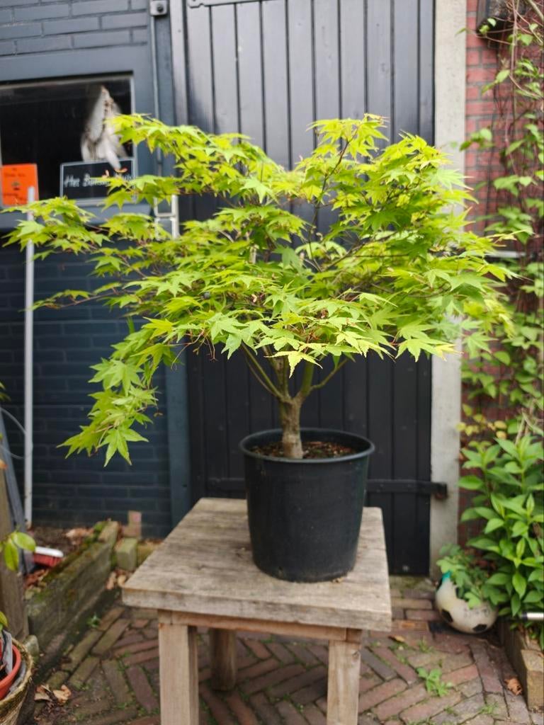 Acer Japanse Esdoorn Palmatum, Ophalen, Bloeit niet, Halfschaduw, Overige soorten