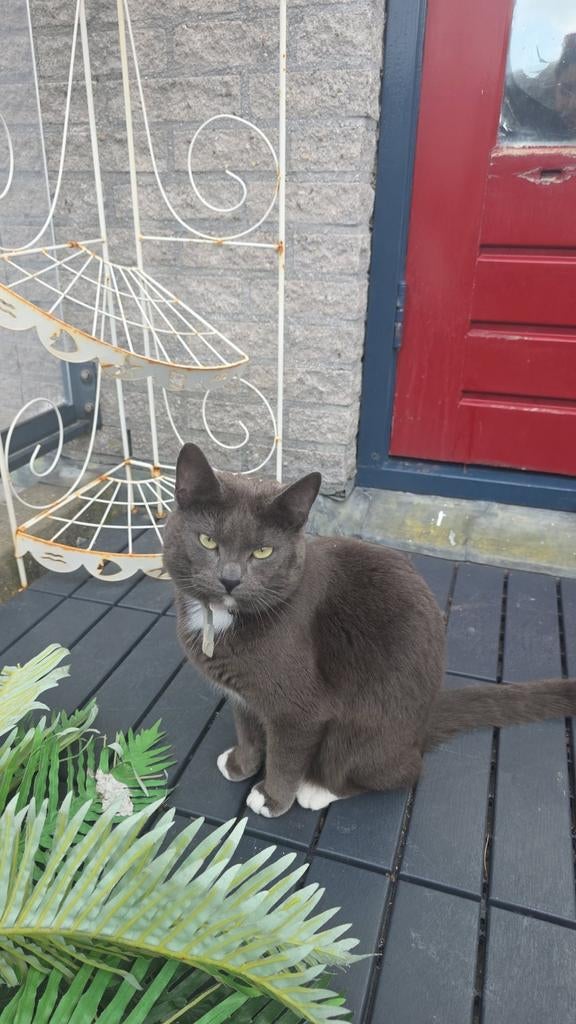 Grijze Europese Korthaar, Dieren en Toebehoren, Poes, Met stamboom, 0 tot 2 jaar
