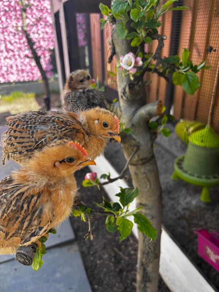 Jonge kriel haantjes, Dieren en Toebehoren, Ophalen, Nieuw