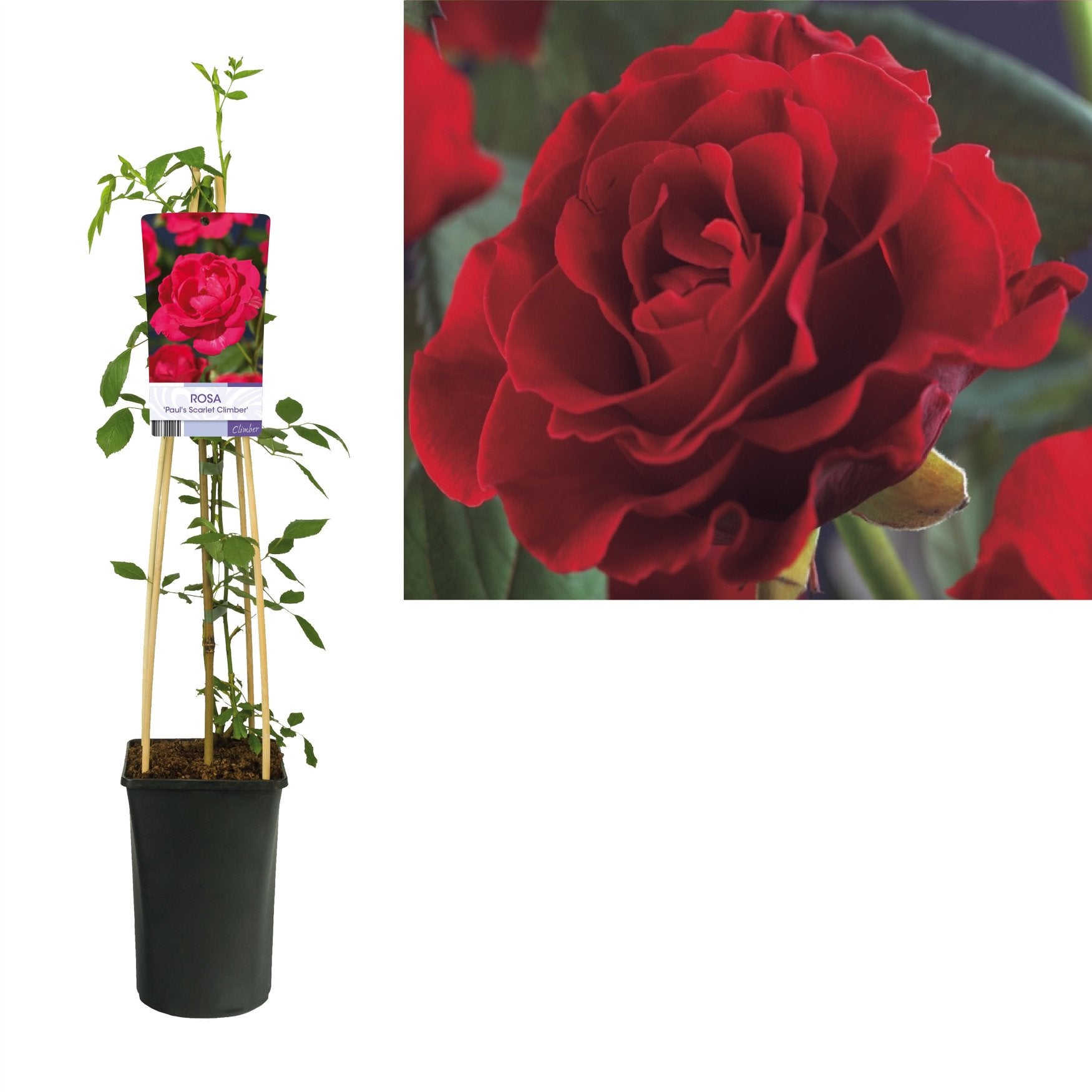 Klimrozen / veel kleuren beschikbaar 50/75 cm🌹🌹, Ophalen of Verzenden, Overige soorten, Volle zon