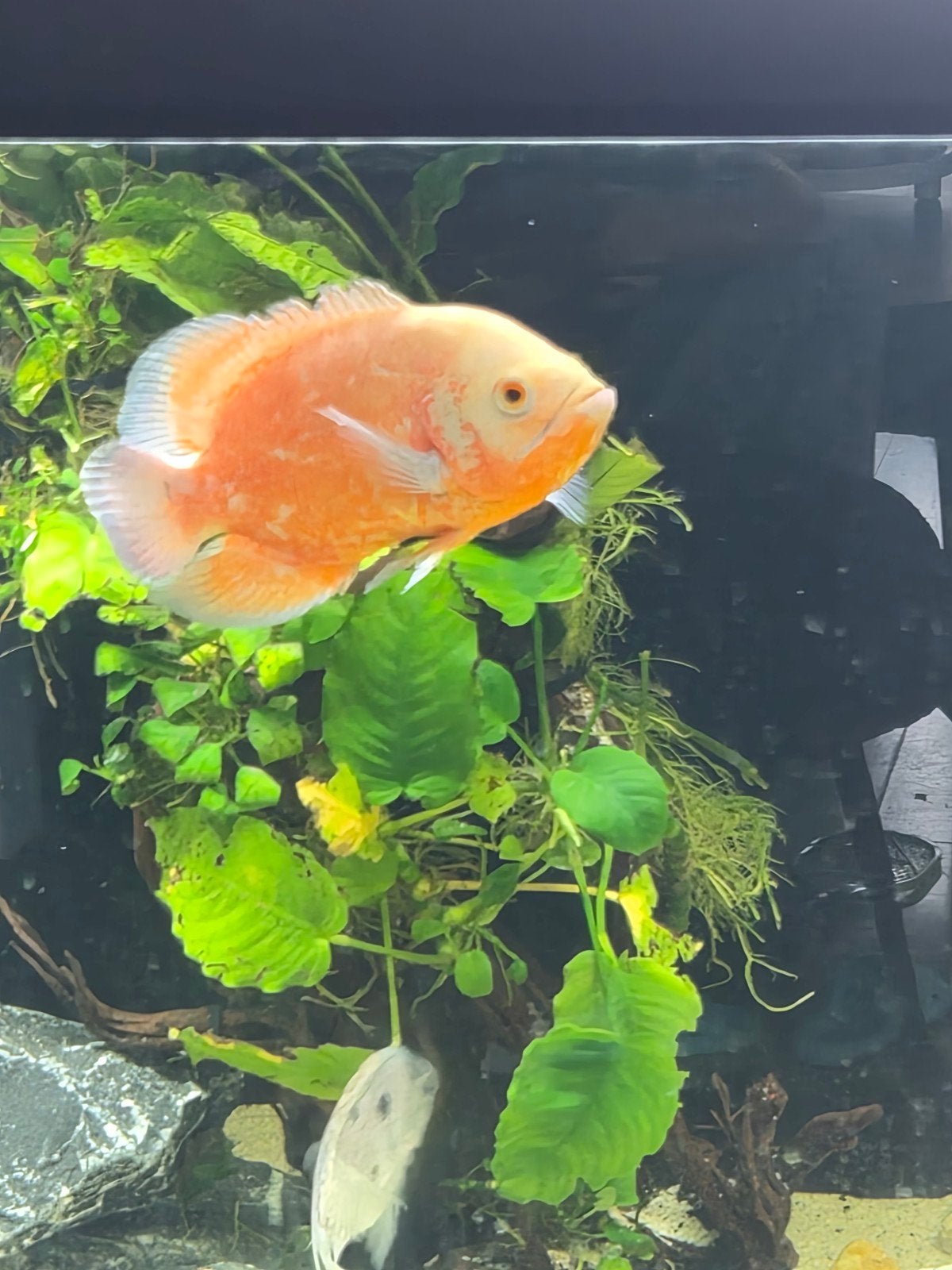pauwoog cichlide oscar 15/20cm, Dieren en Toebehoren, Vis