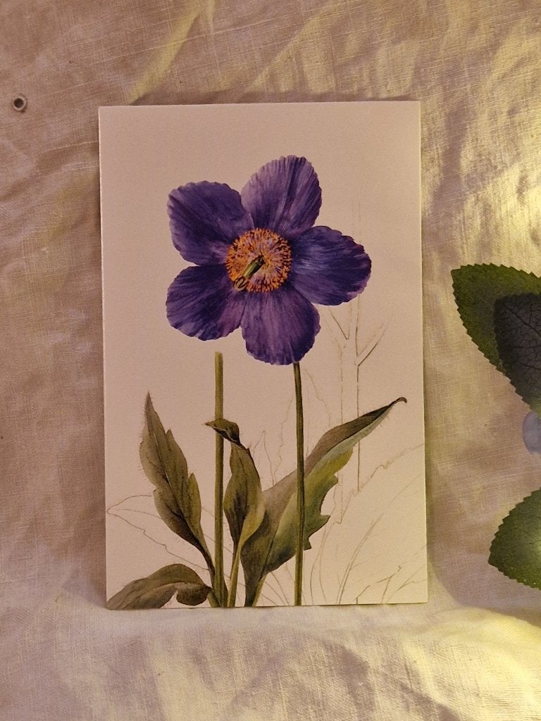 Ansichtkaart. "Paarse bloem- Meconopsis grandis"., Verzenden, Nieuw, Papier/karton
