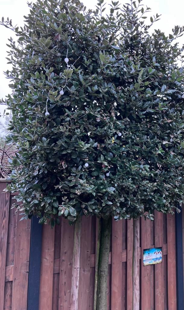 🌲 Quercilus ilex steeneik, Tuin en Terras, Ophalen, Bloeit niet, Halfschaduw, Overige soorten