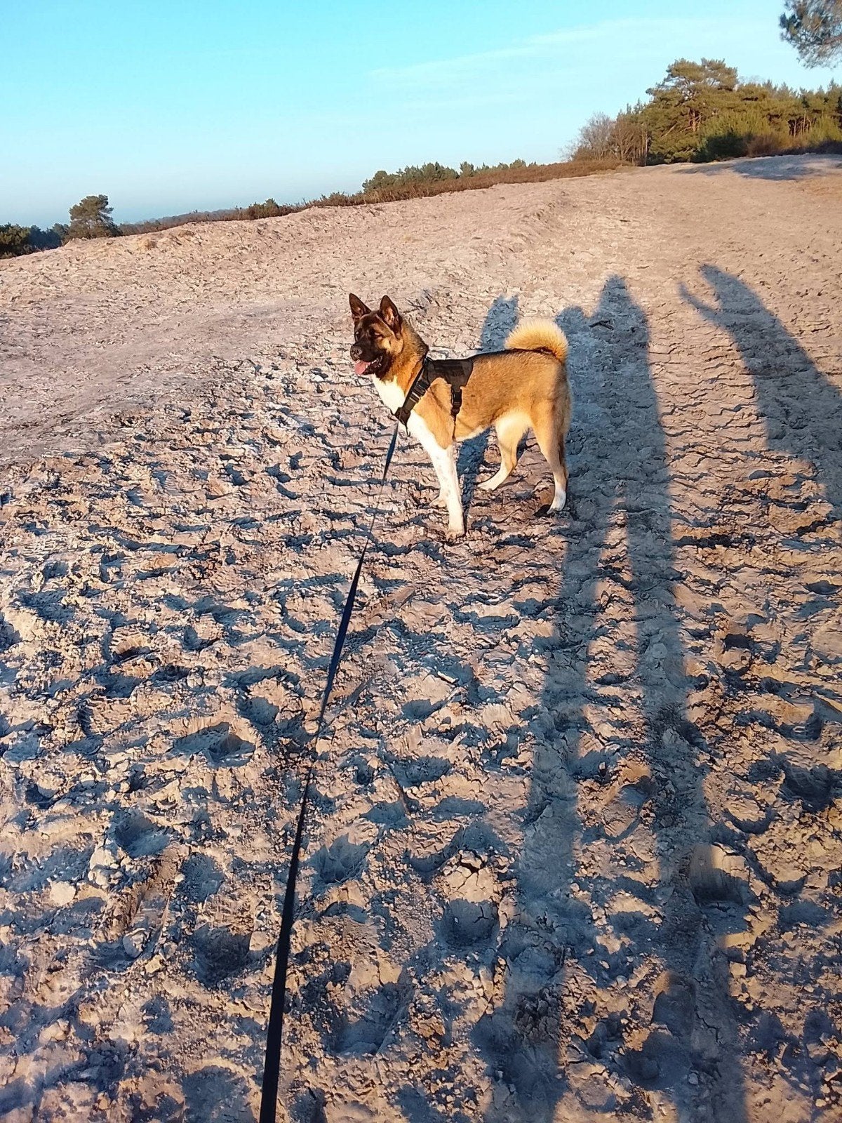 Amerikaanse Akita teef van ander half jaar oud, Dieren en Toebehoren, Honden | Herdershonden en Veedrijvers, Teef, Overige rassen