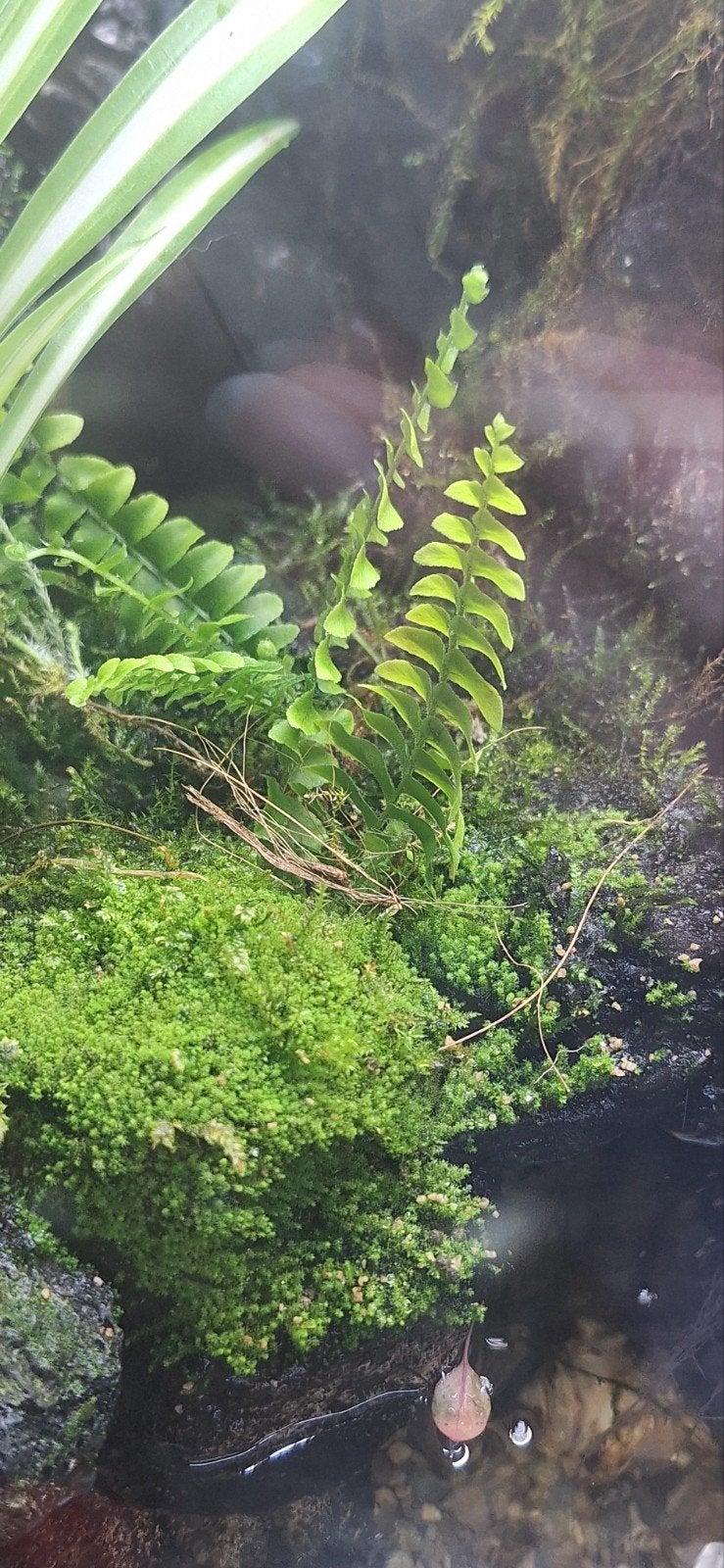 Stekjes terrarium/paludarium, Verzenden, Halfschaduw, Minder dan 100 cm