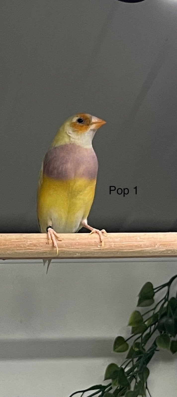 Goulds amadine pop, Dieren en Toebehoren, Vogels | Overige Vogels, Vrouwelijk