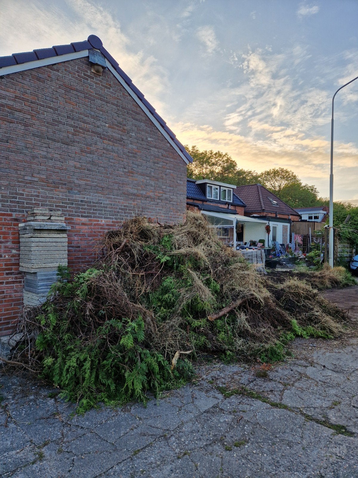 Tuin afval afvoeren, Ophalen of Verzenden, Bloeit niet, Volle zon, Overige soorten
