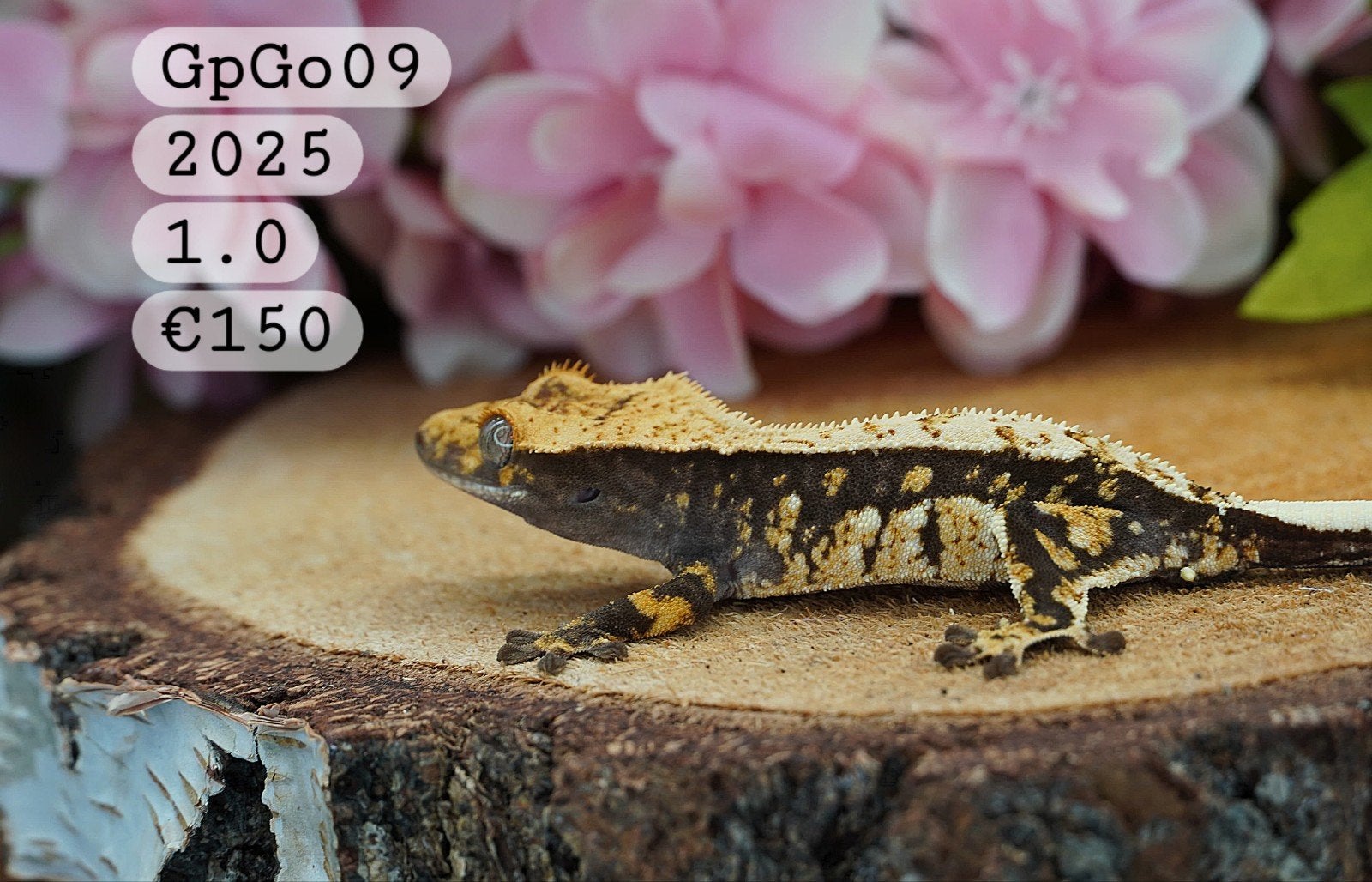 Wimpergekko C.Ciliatus, Hagedis, Tam, 0 tot 2 jaar