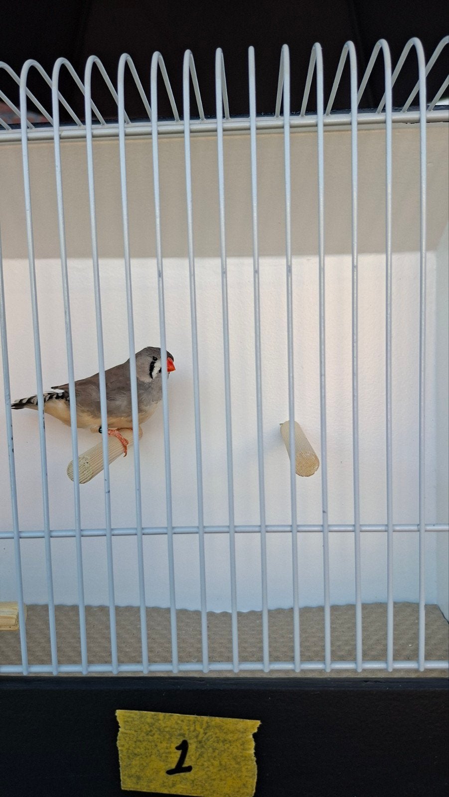 Zebravinken, Vrouwelijk, Tropenvogel, Geringd