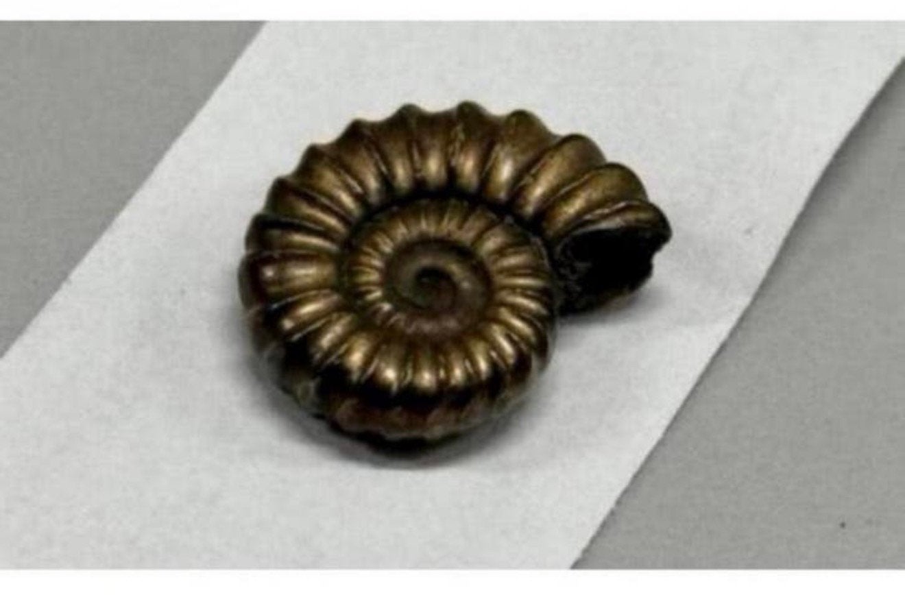 Iron pyrite ammonite fossil - Fossiel 196 miljoen jaar oud, Ophalen of Verzenden, Fossiel