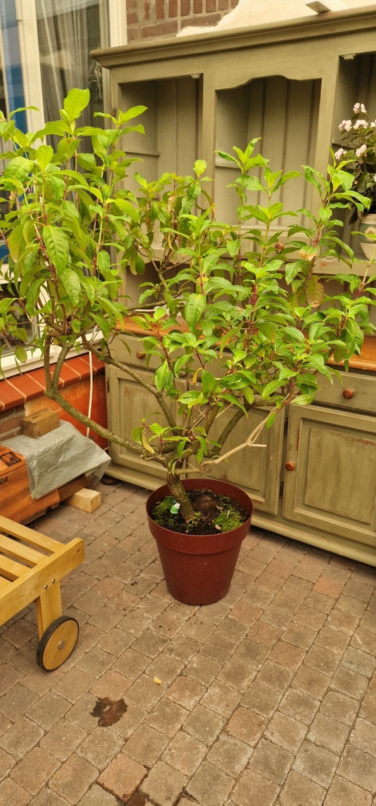 grote fuchsia F. arborescens, Ophalen, Overige soorten, 100 tot 250 cm