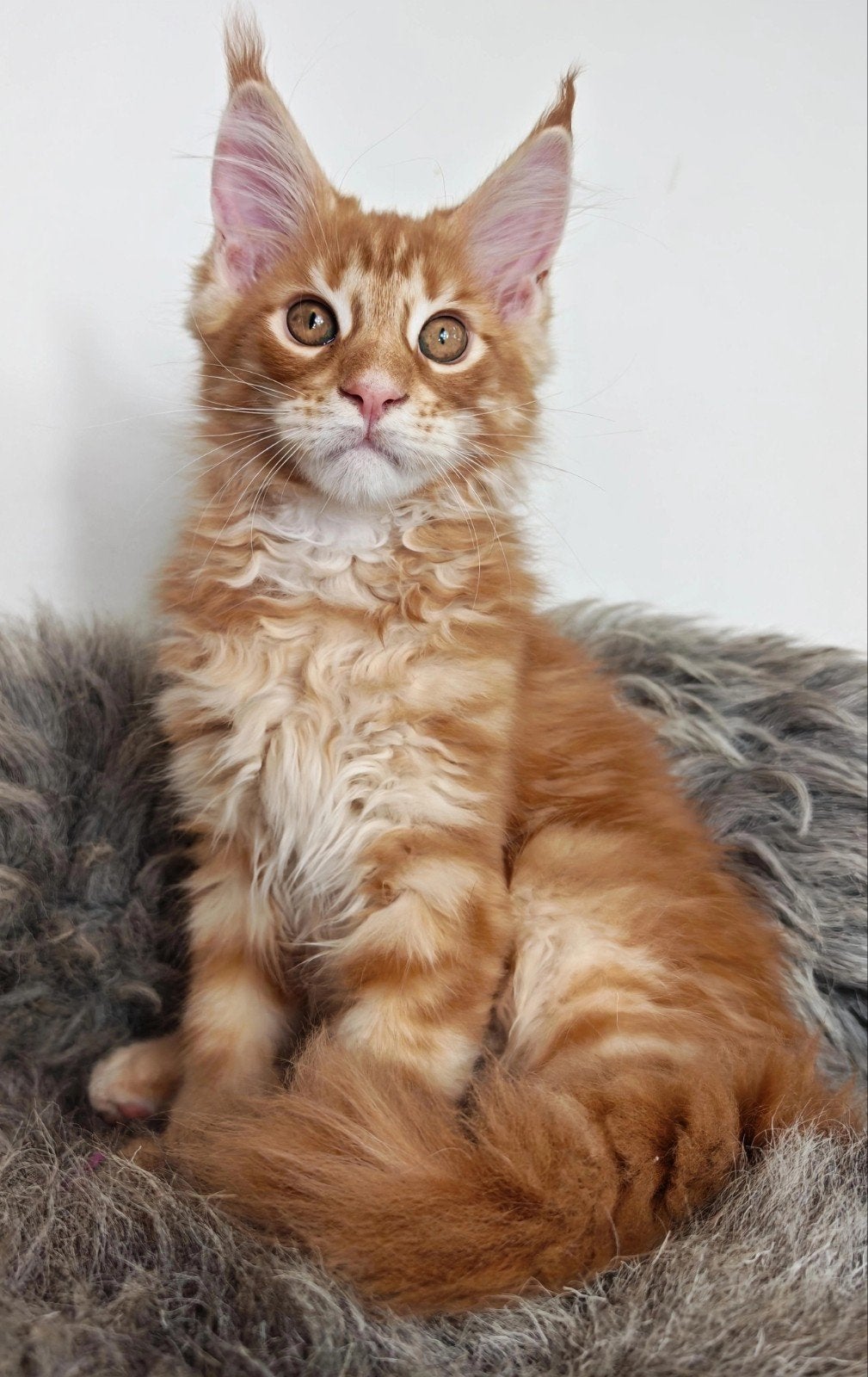 Prachtige maine coon kittens met stamboom!, Meerdere dieren, Met stamboom, 0 tot 2 jaar