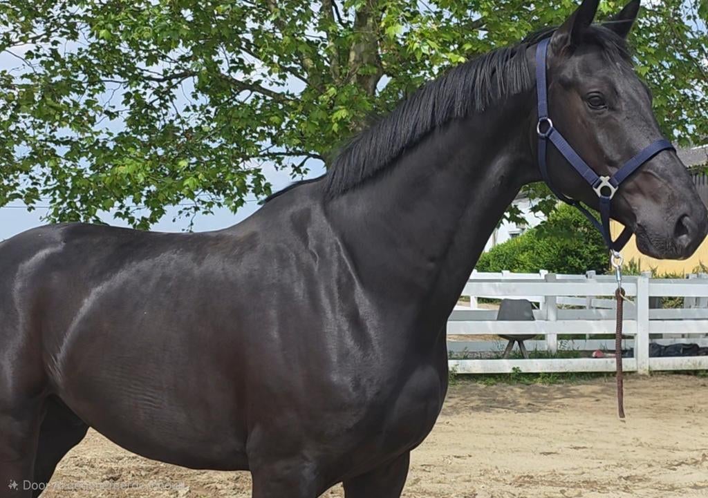 Super gave 5 jr ruin, Met stamboom, Ruin, Dressuurpaard, Zadelmak