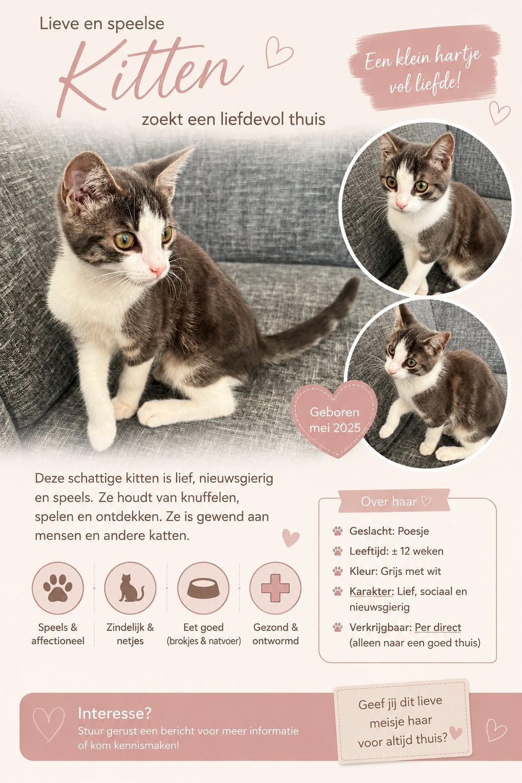 Kitten te koop, Poes