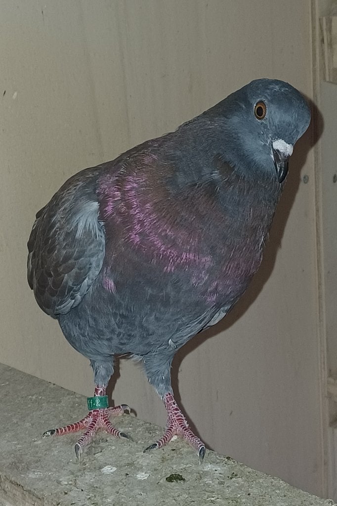 Birmingham roller, Dieren en Toebehoren, Vogels | Duiven, Mannelijk, Tuimelaar of Roller