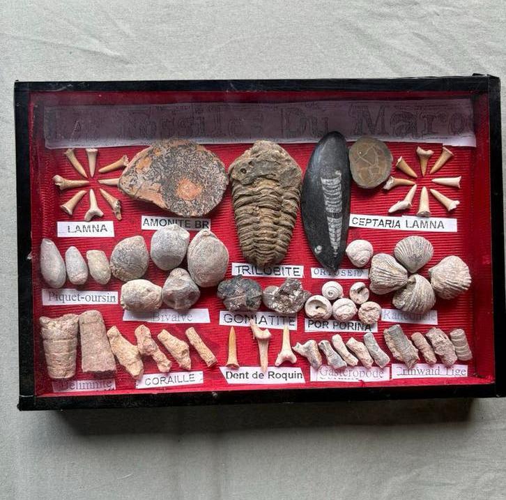 Marokkaanse fossielen, Ophalen of Verzenden, Fossiel