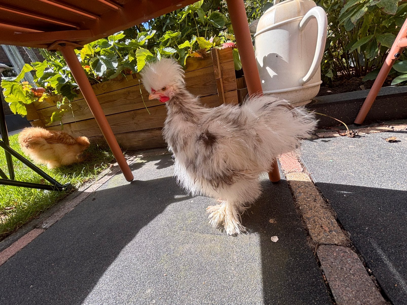 Twee lieve en tamme zijdehoen haantjes 10 weken oud, Dieren en Toebehoren, Mannelijk, Kip