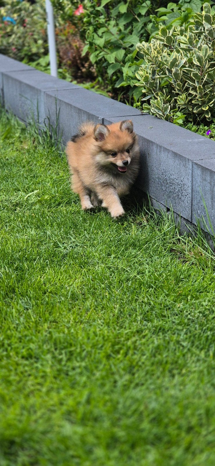 Pomeriaan pup reutje, 8 tot 15 weken, Meerdere, Nederland, Particulier