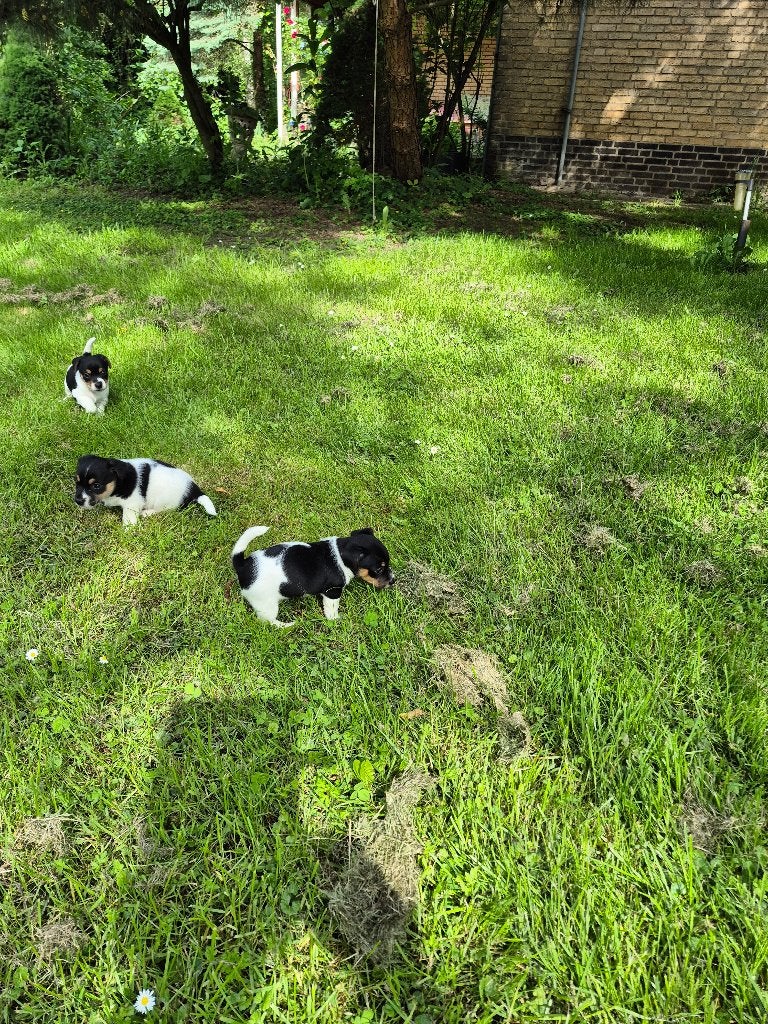Jack russel, Parvo, Jack Russell Terriër, 8 tot 15 weken, Meerdere