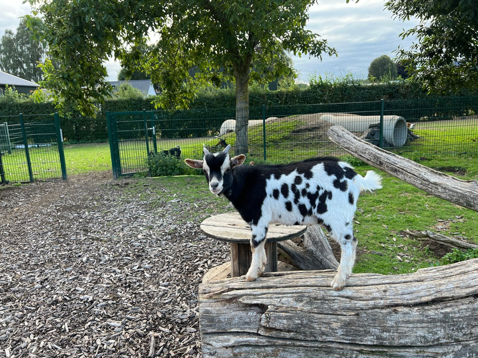 Dwerg geitenbok, Dieren en Toebehoren, Mannelijk, Geit