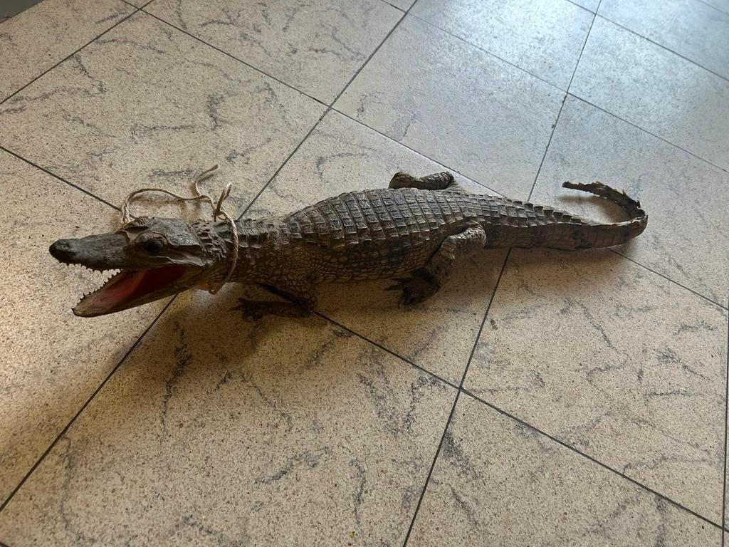 Opgezette Krokodil - Uniek Decoratiestuk, Verzamelen, Ophalen of Verzenden, Gebruikt