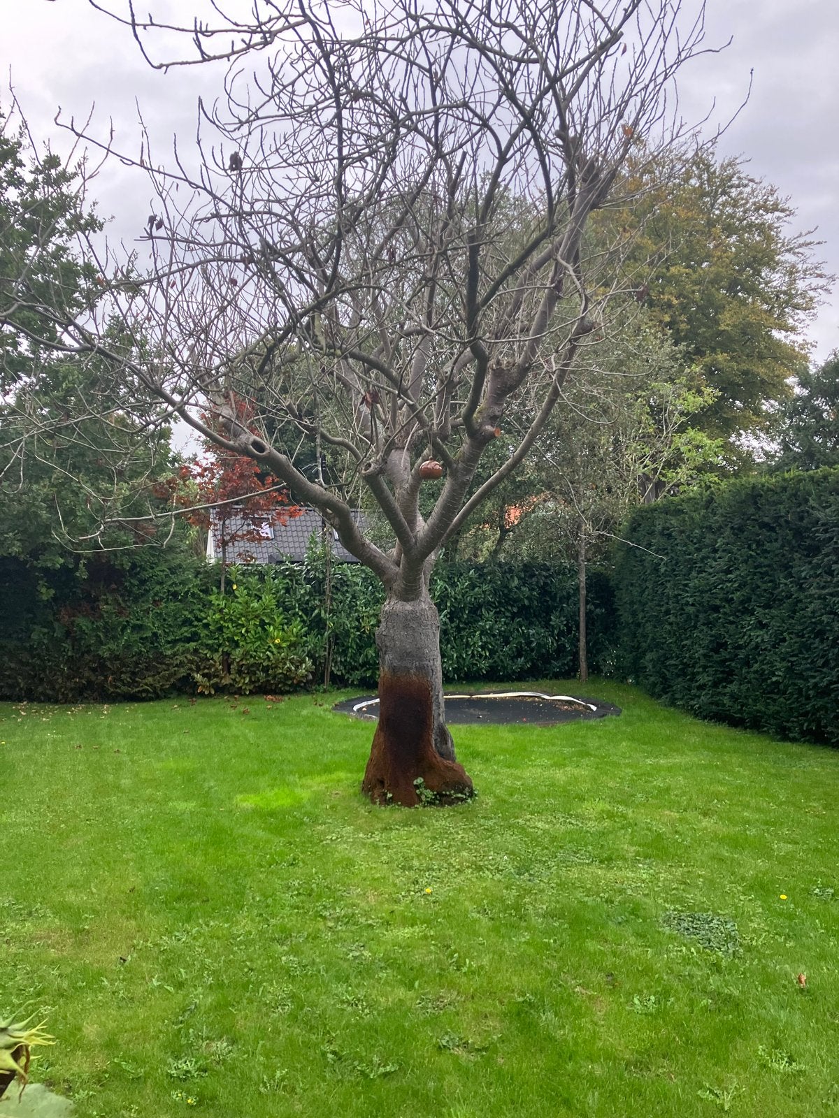 Gratis kersenbloesem hout voor open haard, zelf omhakken, Tuin en Terras, Minder dan 3 m³, Ophalen of Verzenden