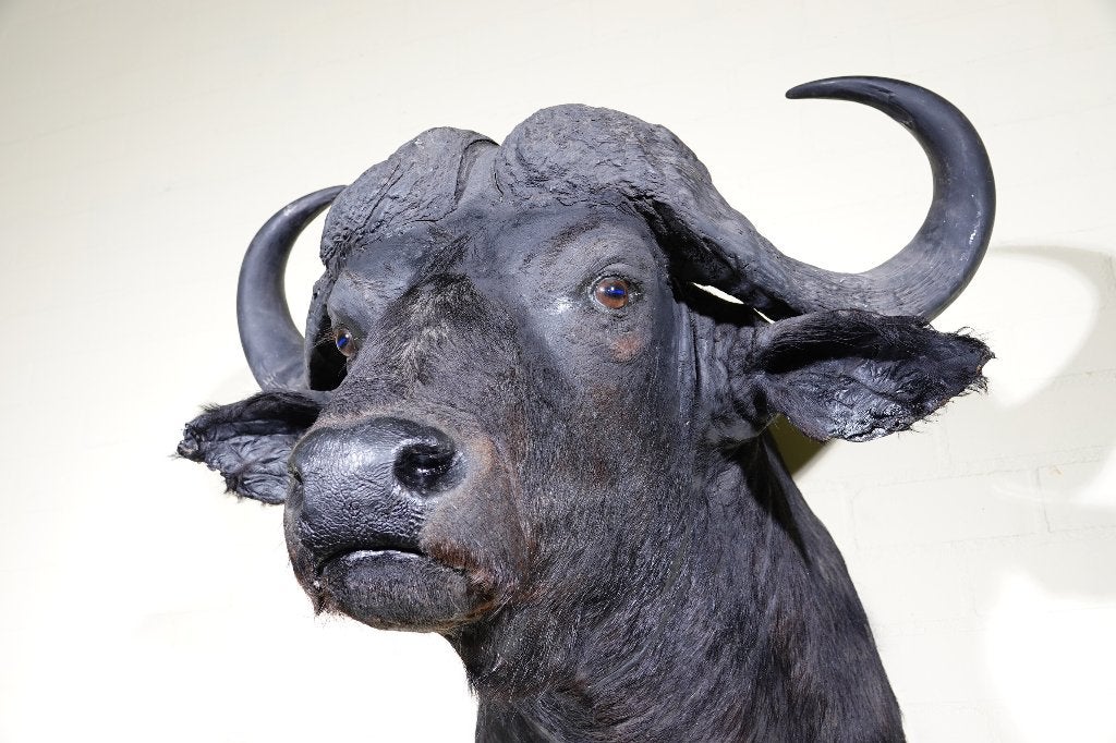 shouldermount cape buffalo kafferbuffel taxidermy, Ophalen of Verzenden, Zo goed als nieuw, Hert, Gewei of Kop