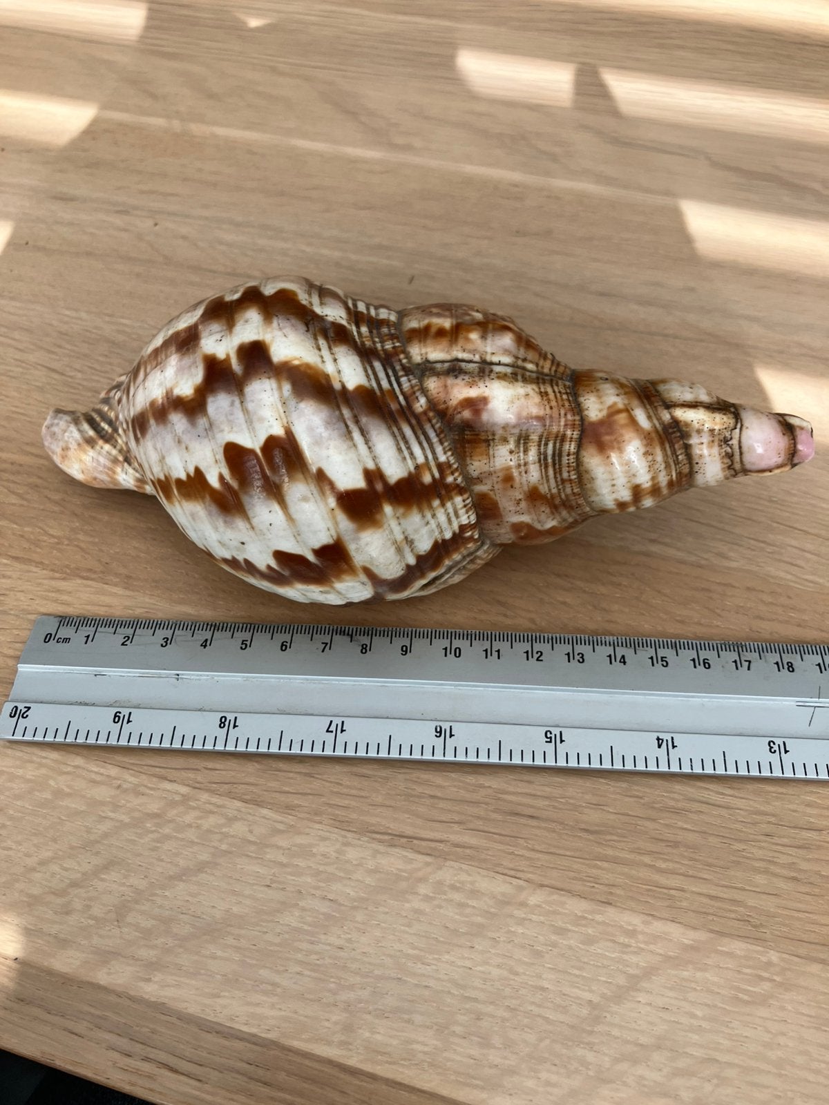 Mooie originele triton schelp ca.19 cm, Verzamelen, Mineralen en Fossielen, Ophalen of Verzenden, Schelp(en)