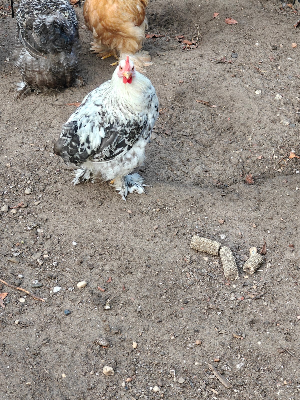Cochin krielhaan half jaar oud, gratis, Dieren en Toebehoren, Pluimvee, Mannelijk, Kip