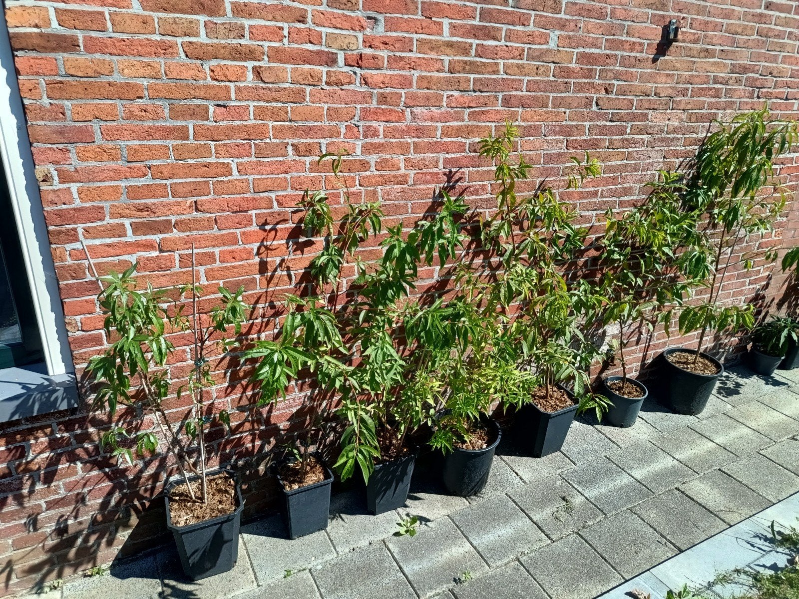 zelfgekweekte fruitbomen: kaki, perzik, abrikoos, amandel, Tuin en Terras, Ophalen, Minder dan 100 cm, Lente, Overige soorten