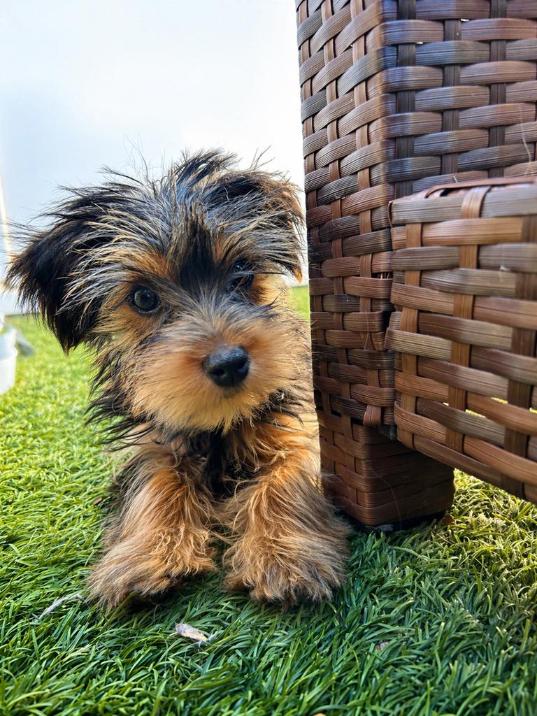 Yorkshire terrier pups te koop, Dieren en Toebehoren, Honden | Jack Russells en Terriërs, Yorkshire Terriër, 15 weken tot 1 jaar