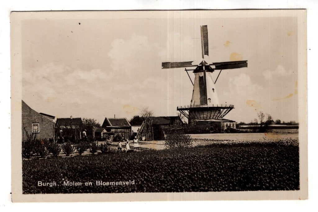 Burgh Bloemenveld Molen fotokaart, Verzenden, 1920 tot 1940, Zeeland